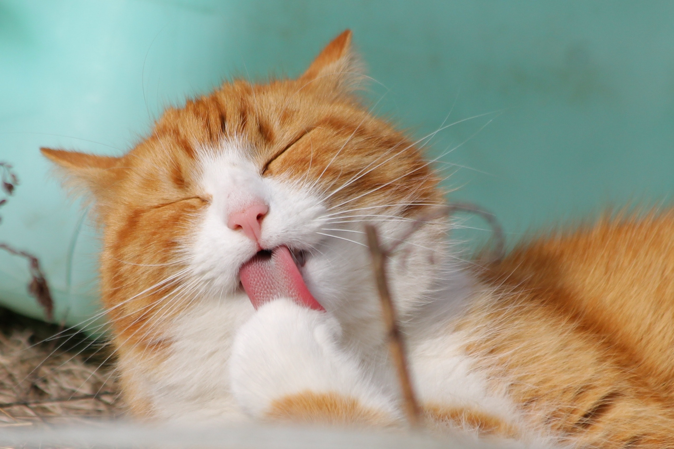 Orange tabby cat licking its paw with a turquoise wall in the background